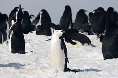 14C Chinstrap Penguin Looking For A Mate On Aitcho Barrientos Island In South Shetland Islands On Quark Expeditions Antarctica Cruise